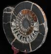 Sliced Speetoniceras Ammonite With Druzy Pyrite #37862-1
